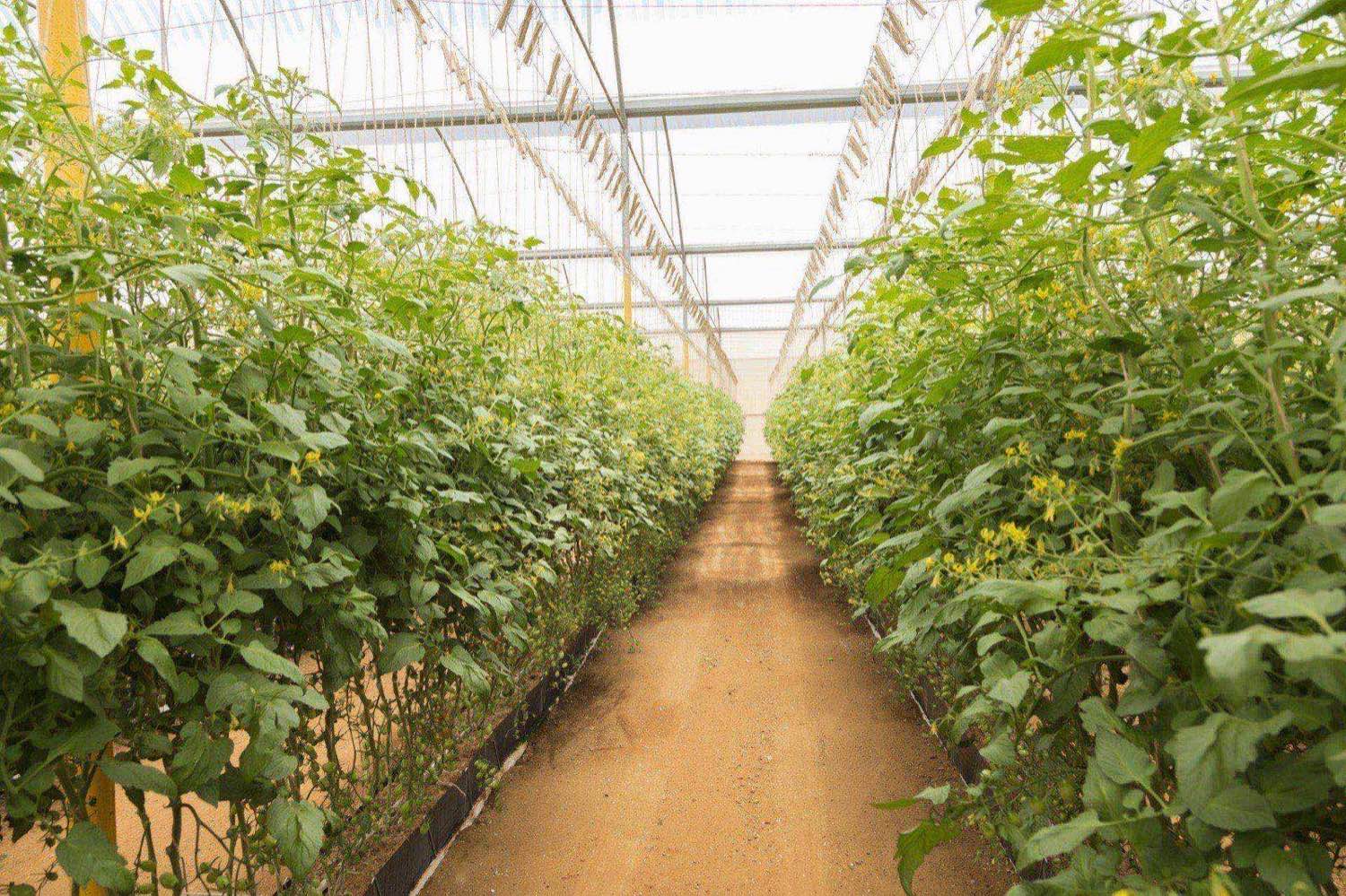 Commercial greenhouse interior with tall tomato vines in two parallel rows under diffused light through the roof panels