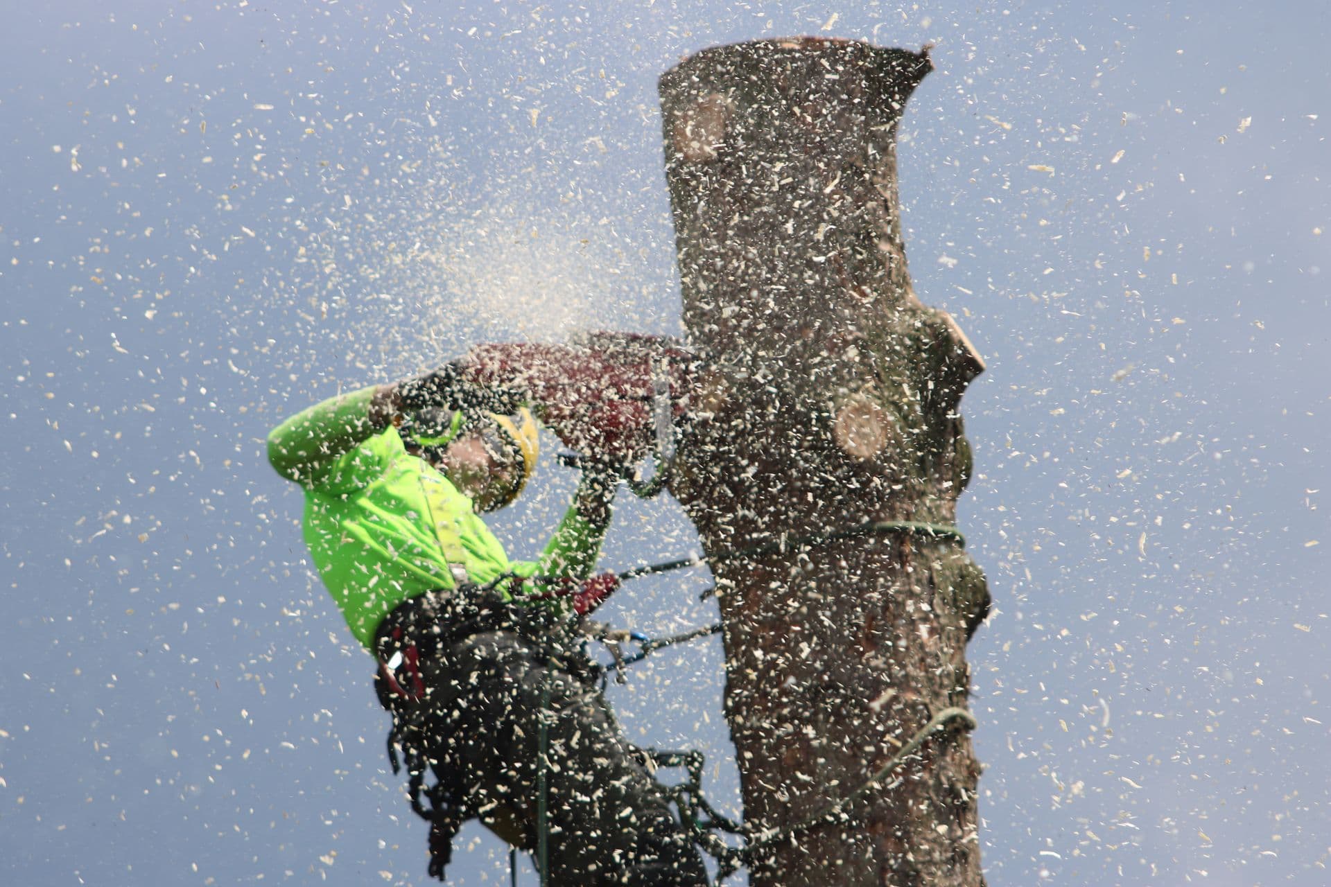 Arborist in high-visibility gear cutting a large tree trunk aloft with a chainsaw, sawdust spraying against a clear sky