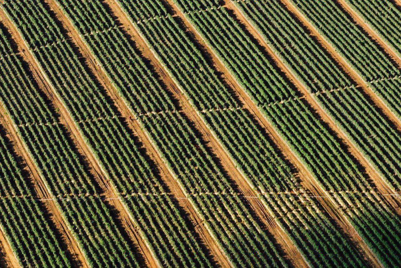 Aerial view of geometric vineyard rows in golden light, green vines and earth paths forming diagonal patterns across a hillside